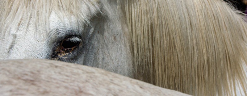 Chevaux du gîte équestre dans le Tarn